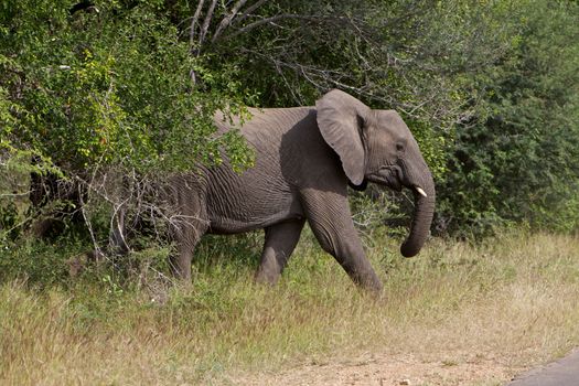 Side Profile of an African Elephant Crossing the Road