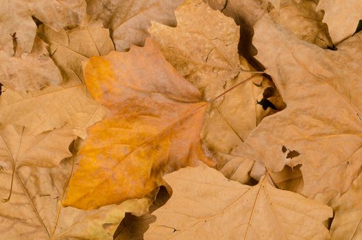 Full frame take of golden autumn leaves