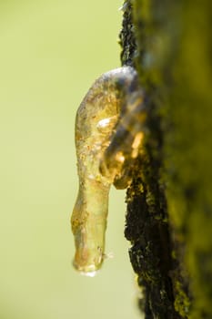 Resin coming out of a tree trunk