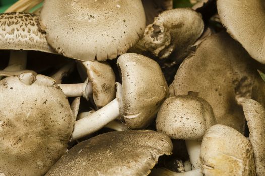 Collected Agaricus mushrooms, Agaricu praeclaresquamosus