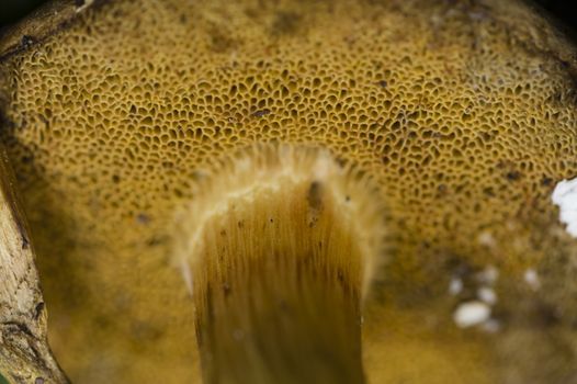 Sponge like gills under mushroom cap