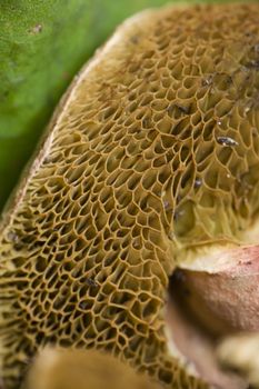 Sponge like gills under mushroom cap