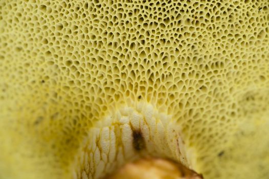 Sponge like gills under mushroom cap