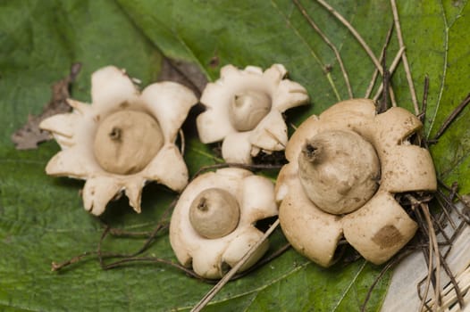 Open white Earthstar mushrooms, Geastrum, Geastraceae