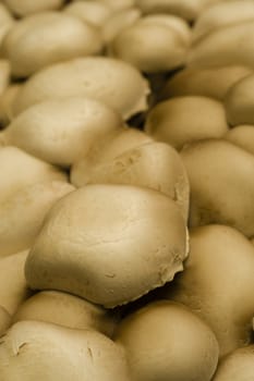 Artificial cultivation of edible white mushrooms