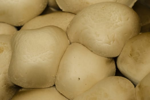 Artificial cultivation of edible white mushrooms