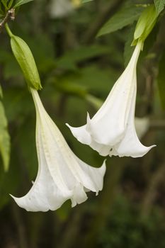 Angel trumpet flower in full bloom, Datura