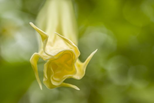 Angel trumpet flower in full bloom, Datura