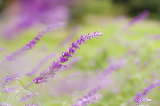 Ornamental sage purple flower on green background