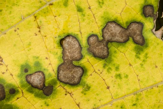 Decaying spots on yellow and green dead leaf in Autumn
