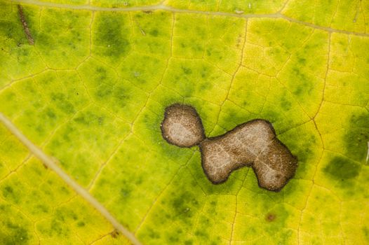 Decaying spots on yellow and green dead leaf in Autumn