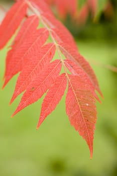 Branch of red leaves in Autumn