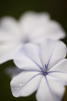 Plumbago auriculata, blue plumbago, Cape plumbago or Cape leadwort flower detail