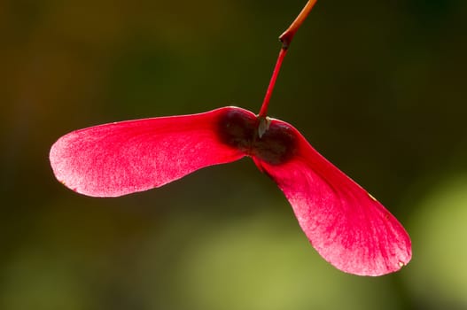 Winged seed of maple tree in autumn