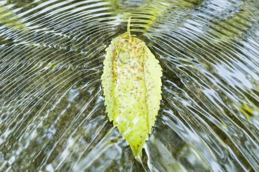 Fallen leaf on flowing water with ripples