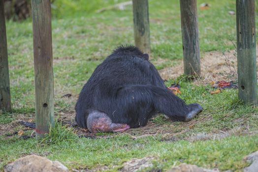 Chimpanzee, primatart in the human ape family. Is the species which, together with the dwarf chimpanzee (also called the bonobo), shows the greatest similarity with humans. Photo is shot 27/07/2013.