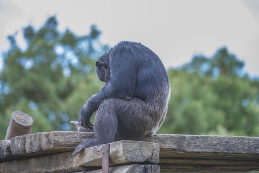 Chimpanzee, primatart in the human ape family. Is the species which, together with the dwarf chimpanzee (also called the bonobo), shows the greatest similarity with humans. Photo is shot 27/07/2013.