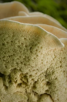 Underside of roof mushroom with sponge-like tissue