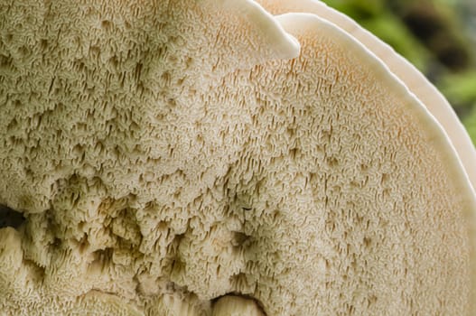 Underside of roof mushroom with sponge-like tissue