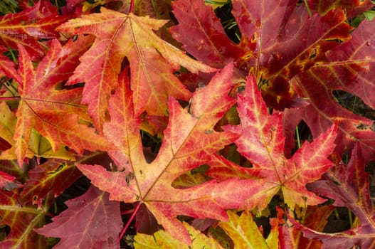 Autumnal bed of maple red leaves