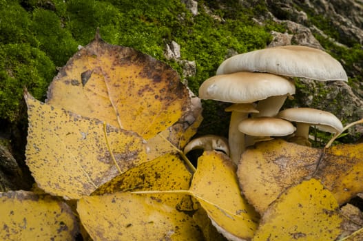 Mushrooms growing on dead leaf bed
