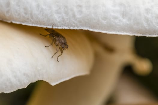 Small fly on mushroom cap
