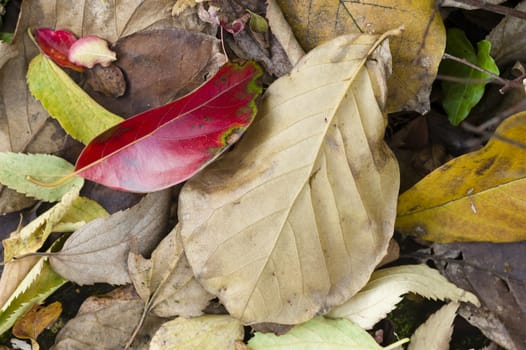 Fallen dead leaves of many colors in Autumn