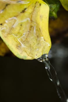 Water flowing from a yellow dead leaf