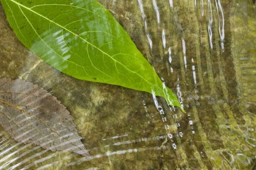 Fallen leaf on flowing water with ripples