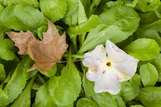 Camela flower and dead leaf on grass