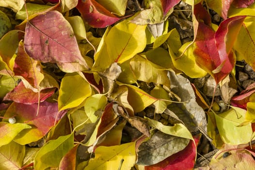 Fallen dead leaves of many colors in Autumn