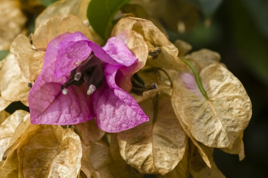 Bougainvillea spectabilis fresh flower among dried flowers