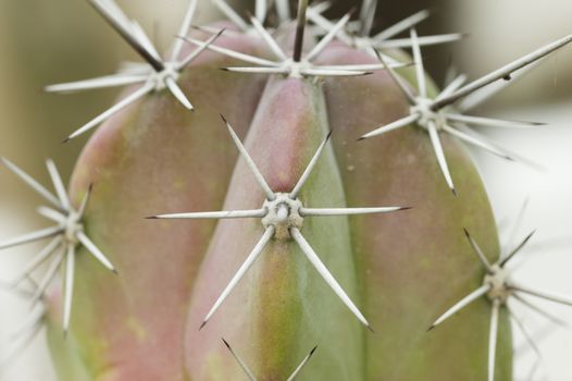 Detail of the sharp thorns of a cactus plant