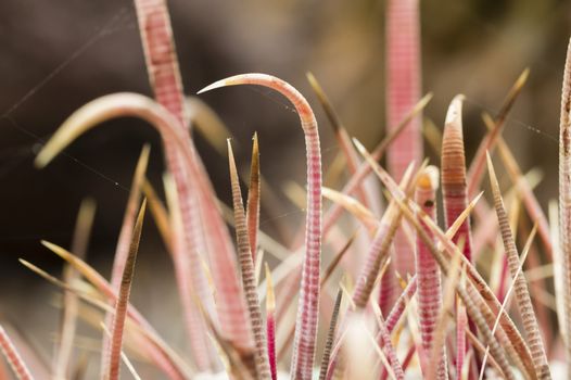 Detail of the curved sharp thorns of a cactus