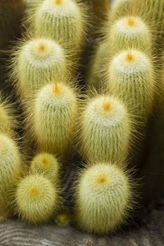Parodia leninghausii is a species of South American cactus, Lemon Ball, Golden Ball, Yellow Tower cactus.