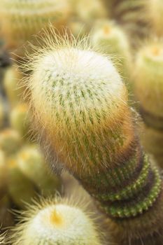 Parodia leninghausii is a species of South American cactus, Lemon Ball, Golden Ball, Yellow Tower cactus.