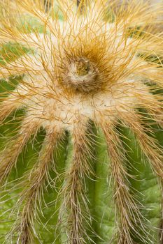Detail of the head of a thorny cactus
