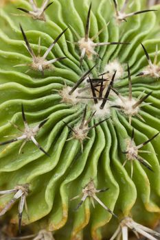 Detail of the head of a thorny cactus
