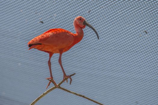 The Scarlet Ibis (Eudocimus ruber) is a species of ibis in the bird family Threskiornithidae. It inhabits in tropical South America and islands of the Caribbean. Photo is shot 25/07/2013.