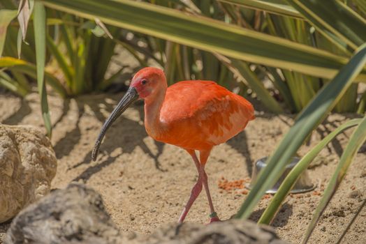 The Scarlet Ibis (Eudocimus ruber) is a species of ibis in the bird family Threskiornithidae. It inhabits in tropical South America and islands of the Caribbean. Photo is shot 25/07/2013.