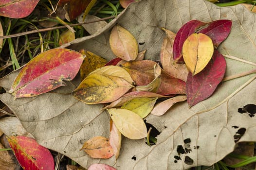 Fallen dead leaves of many colors in Autumn