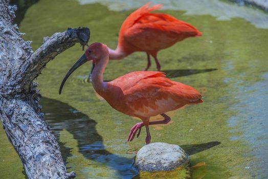 The Scarlet Ibis (Eudocimus ruber) is a species of ibis in the bird family Threskiornithidae. It inhabits in tropical South America and islands of the Caribbean. Photo is shot 25/07/2013.