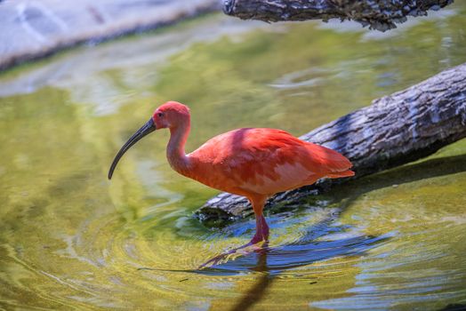 The Scarlet Ibis (Eudocimus ruber) is a species of ibis in the bird family Threskiornithidae. It inhabits in tropical South America and islands of the Caribbean. Photo is shot 25/07/2013.