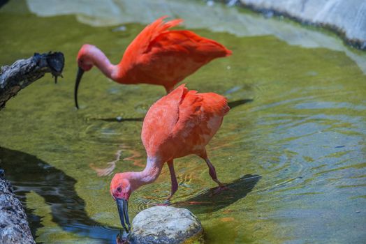 The Scarlet Ibis (Eudocimus ruber) is a species of ibis in the bird family Threskiornithidae. It inhabits in tropical South America and islands of the Caribbean. Photo is shot 25/07/2013.