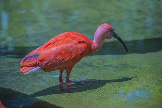 The Scarlet Ibis (Eudocimus ruber) is a species of ibis in the bird family Threskiornithidae. It inhabits in tropical South America and islands of the Caribbean. Photo is shot 25/07/2013.