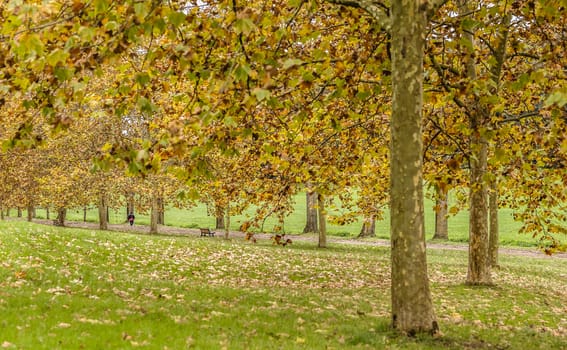 City park in Autumn with jogging man