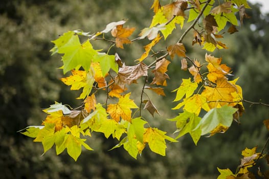 Autumnal leaves from a tree branch