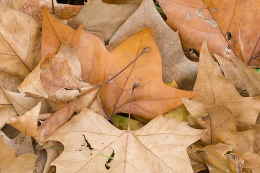 Fallen dead leaves of many colors in Autumn