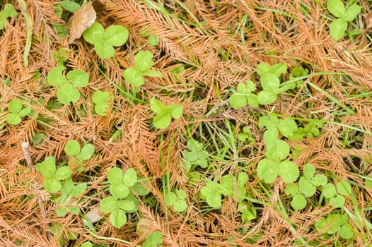Taxodium disticum tree leaves fallen on clover grass