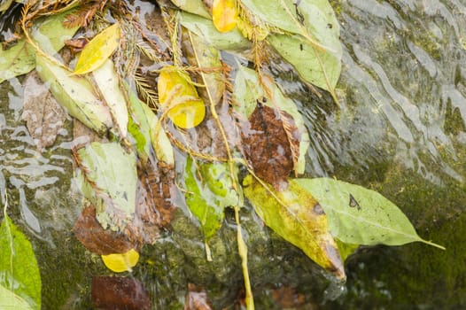 Fallen dead leaves of many colors in Autumn on flowing water